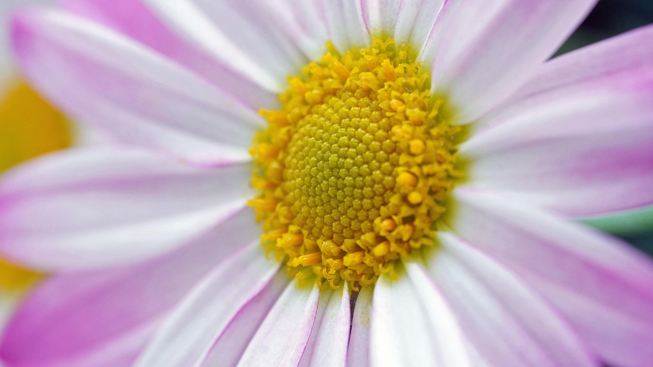 Flower - free online jigsaw puzzle photo