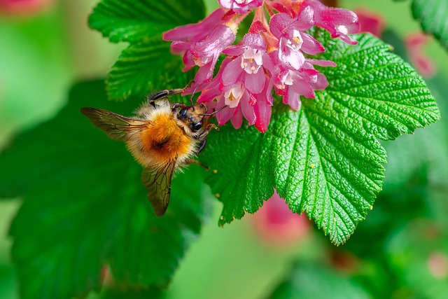 Bumblebee Insect Pollen - Free photo on Pixabay - Pixabay