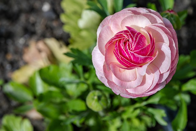 Free Flowers Ranunculus photo and picture