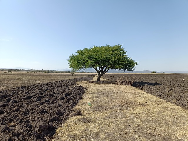 Free Mesquite Tree photo and picture