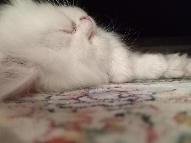 Katze, Haustier, Natur, Kätzchen, Schlaf