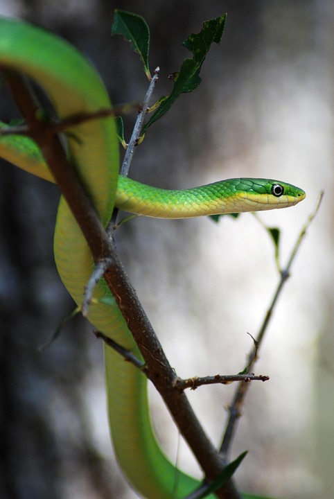 Snake Green Branch - Free photo on Pixabay