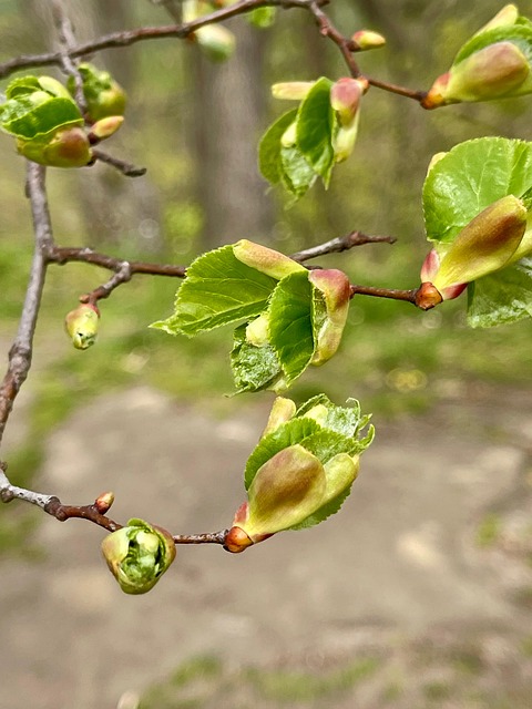 Natur, Blomstre, Afdeling, Kronblade