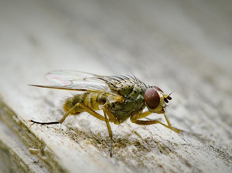 Free Fly Housefly photo and picture