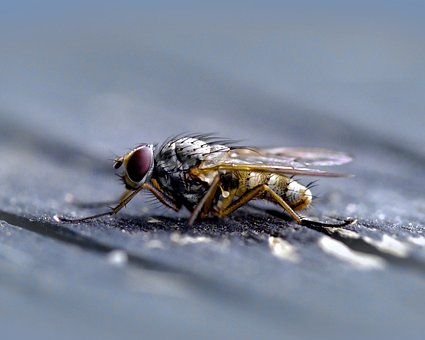 Free Fly Housefly photo and picture