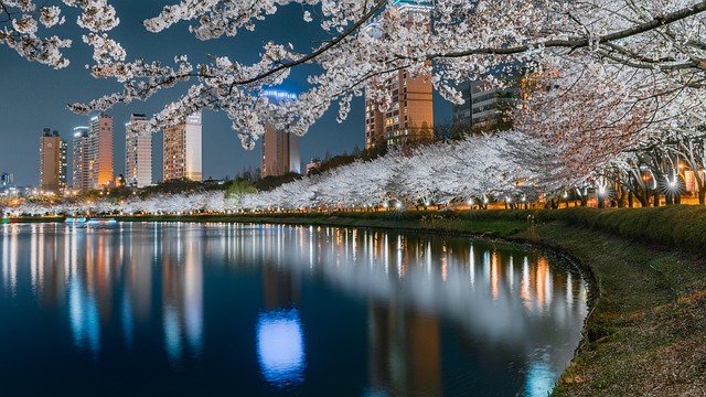 Free Cherry Blossom Exposure photo and picture