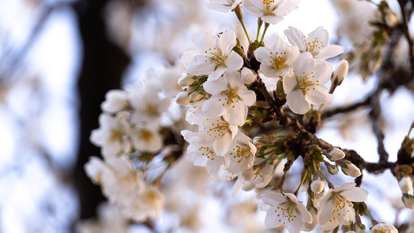 Magnolie, Blume, Blüte, Frühling