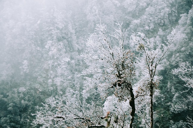 Free White Tree photo and picture