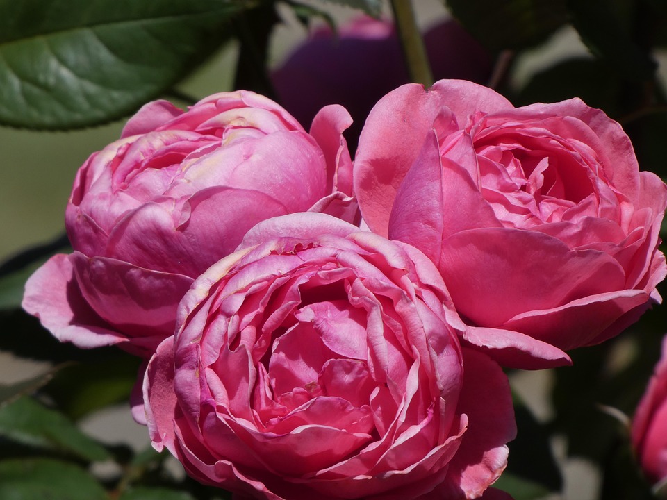 Elegantes Pinke Rosen Bedeutung Bilder