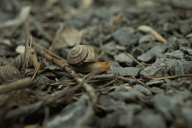 snail, clam, mollusk, animal, dampness, nature