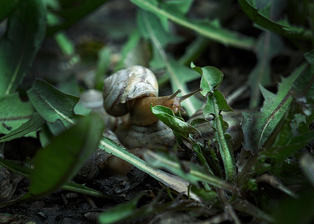 snail, clam, mollusk, animal, nature, spring