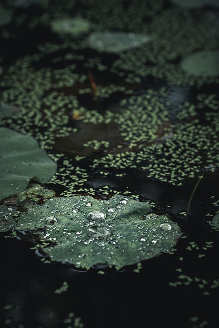 Free Lotus Nature photo and picture