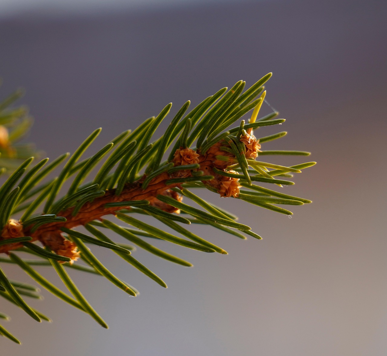 pinegreens