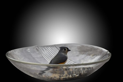 Free Bird Nature photo and picture