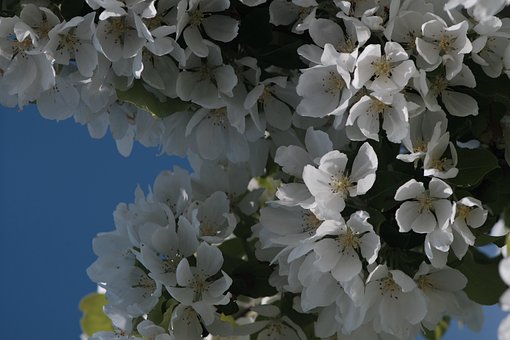 Flor, Botão, Natureza, Crescimento