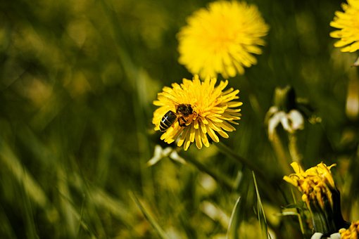 Free Dandelions Bee photo and picture