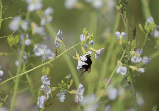 Forår, Bi, Blomster, Natur, Blomstre