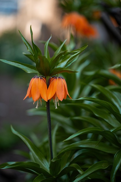 Fritillaria Orange Spring - Free photo on Pixabay - Pixabay