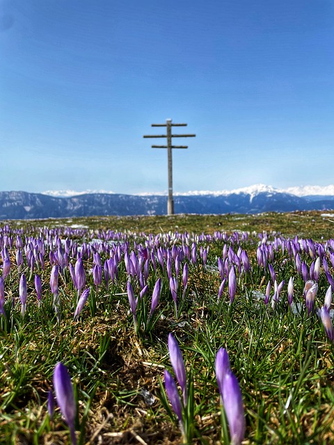 Free Crocuses Spring photo and picture