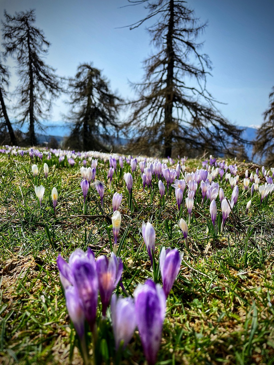 Crocuses Blossom Bloom - Free photo on Pixabay