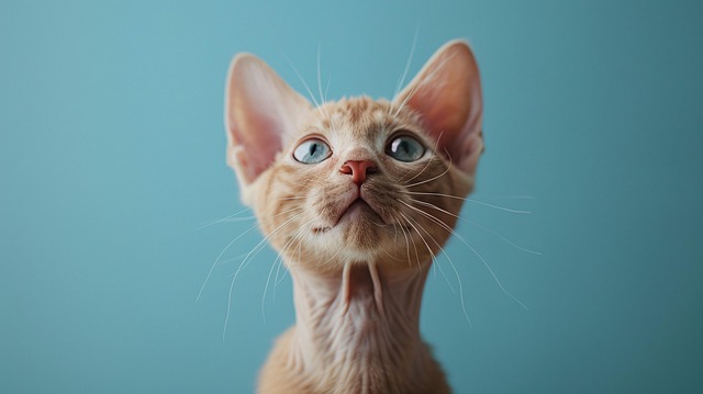 Free ai generated sphynx cat illustration