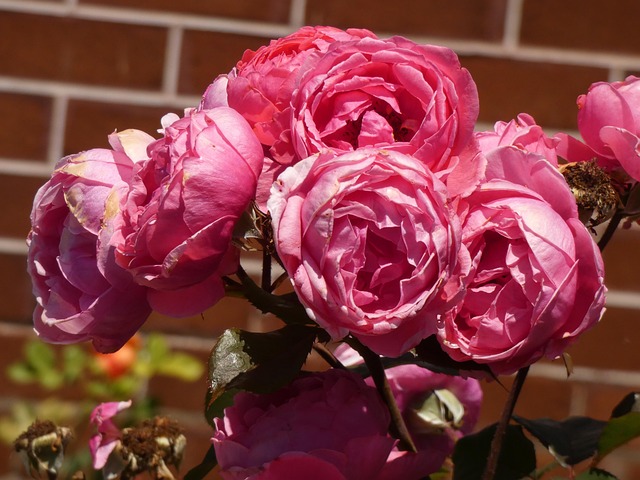 Rosa Rosen Pinke Blumen - Kostenloses Foto auf Pixabay - Pixabay
