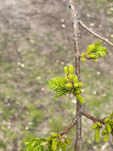 Forår, Knop, Natur, Afdeling, Blomstre