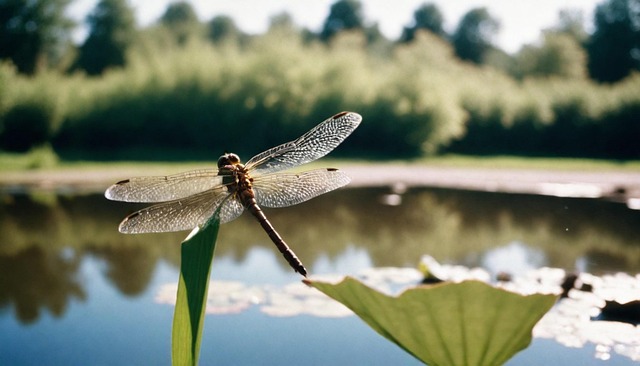 Download free HD stock image of Dragonfly Insect Free dragonfly insect nature illustration