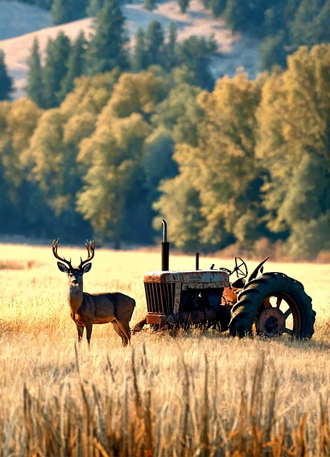 Free forest field nature illustration