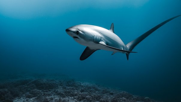 Free Thresher Shark Hwandori illustration and picture