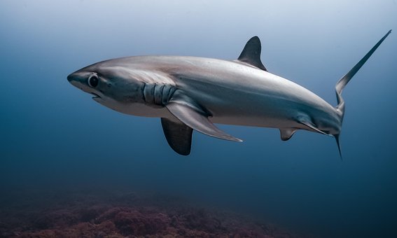 Free Thresher Shark Malapascua illustration and picture