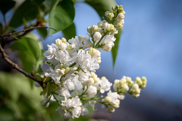 Forår, Hvid, Blomster, Natur, Blomstre
