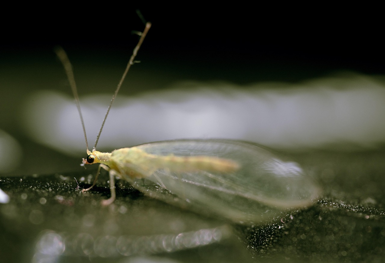 Pure Gold Flying Insect Gold-Eyed Golden-Eyed Insect - Free photo on Pixabay - Pixabay