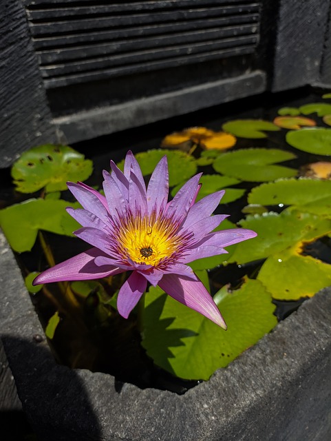 Free Nature View photo and picture