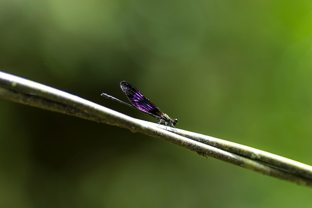 Drakenvlieg, Insect, Natuur, Dier, Licht