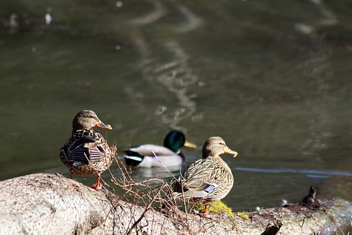 Free Water Bird Wild Duck photo and picture