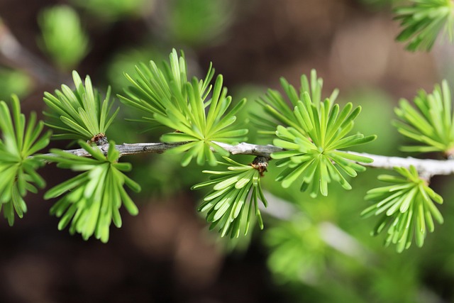 Free Mountain Larch Larch photo and picture
