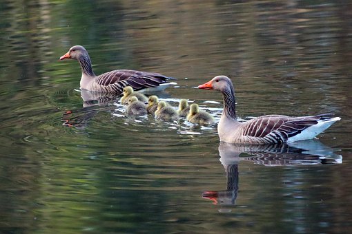 Free Greylag Goose Goose photo and picture