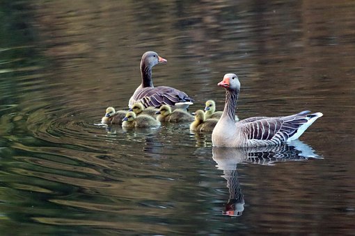 Free Greylag Goose Goose photo and picture