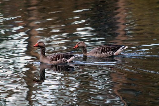 Free Water Bird Greylag Goose photo and picture