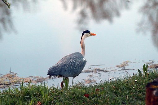 Free Water Bird Grey Heron photo and picture