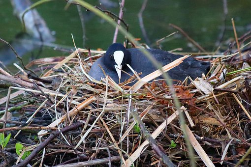Free Coot Water Bird photo and picture