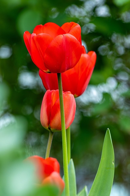 Free Red Tulips photo and picture