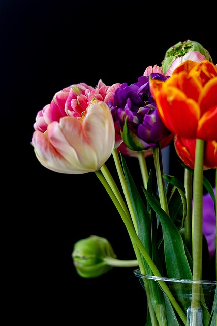 Free Tulips Flowers photo and picture