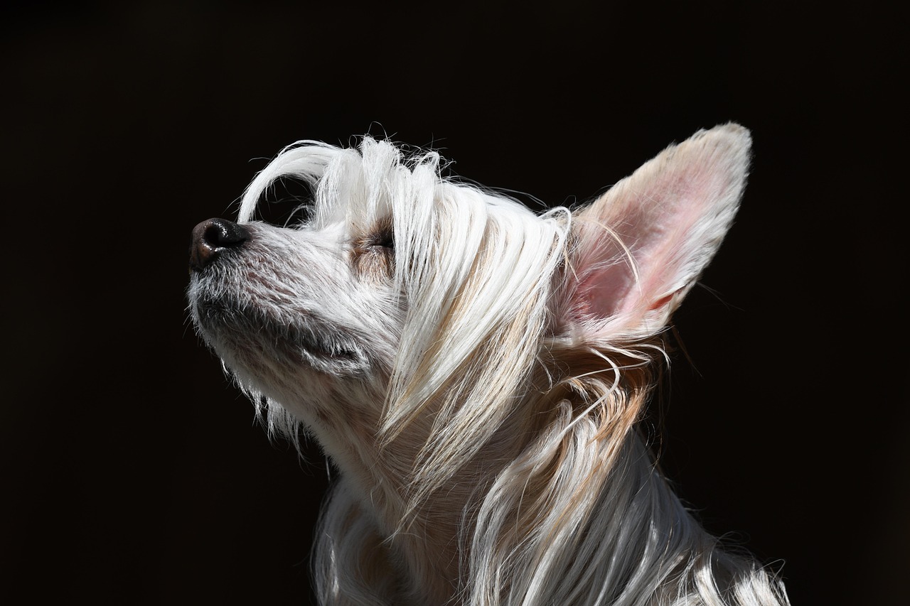 dog-8693885_1280.jpg