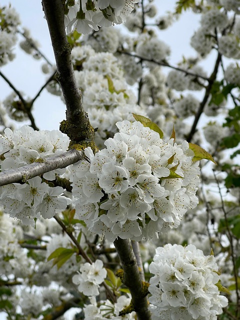 Cherry Blossom, Hvid, Blomster, Forår