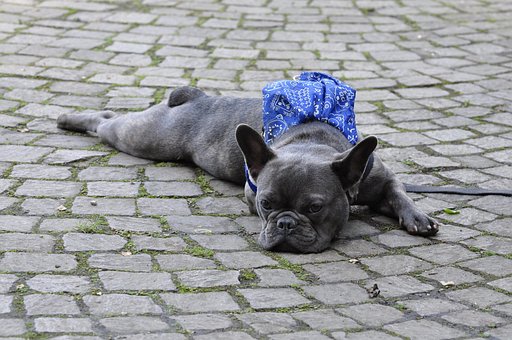Free Bulldog Dog photo and picture