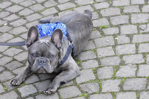 Free Bulldog Dog photo and picture