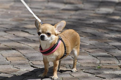 Free Chihuahua Dog photo and picture