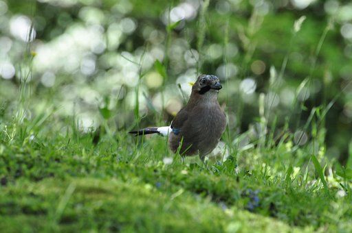 Free Jay Bird photo and picture